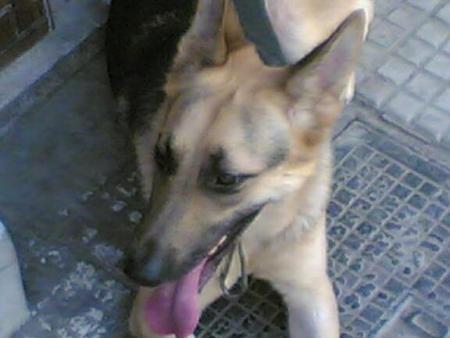la chienne de derb erica, je t'adore